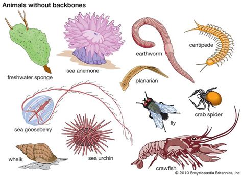 are fish invertebrates|Are insects vertebrates or invertebrates .